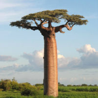 baobab-946x1024
